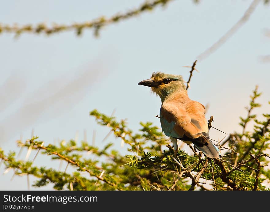 European Roller perching on an acacia at Tsawo West national park in Kenya.