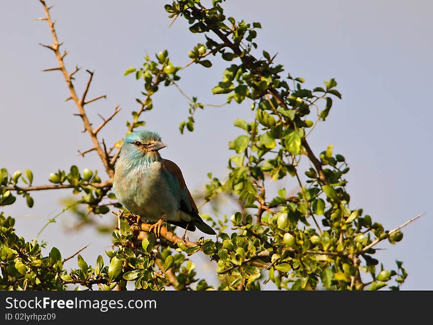 A European Roller´s portrait as sitting on an acacia branch.