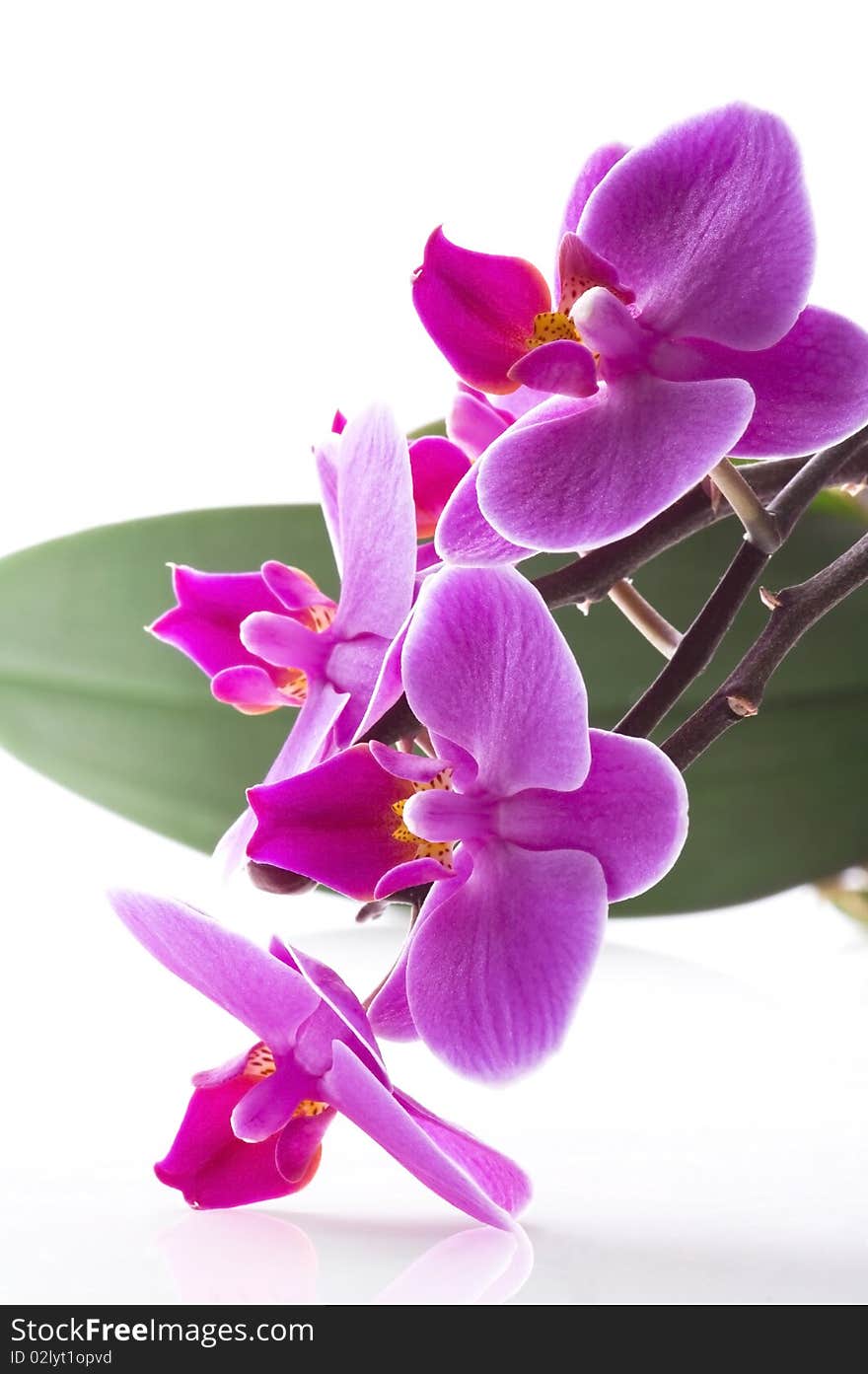 Pink orchid isolated on the white background