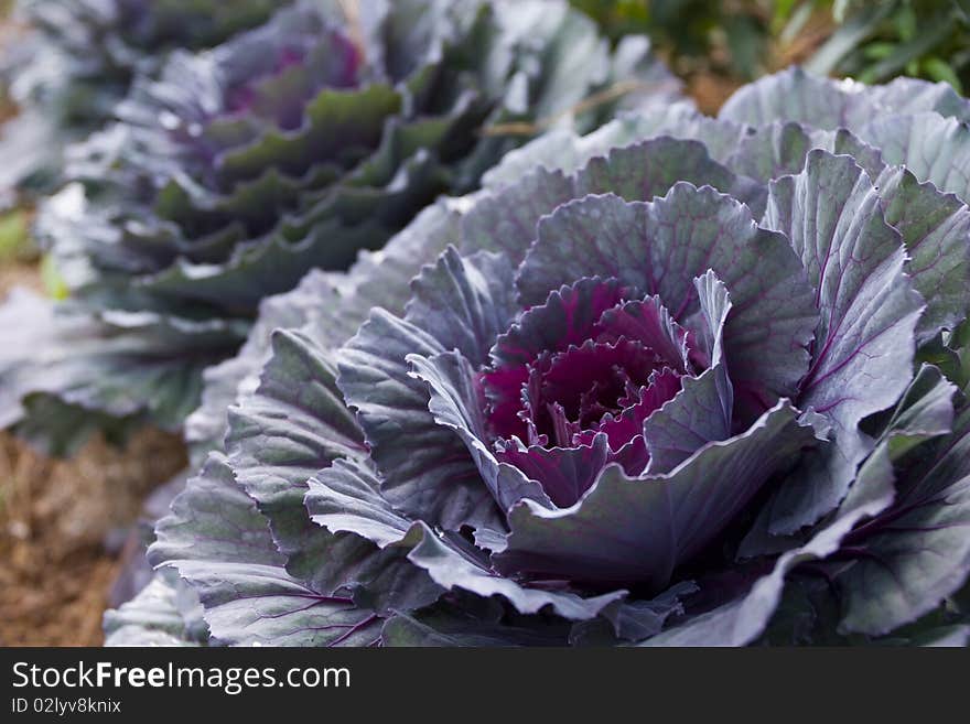 Red cabbage plant, North of Thailand