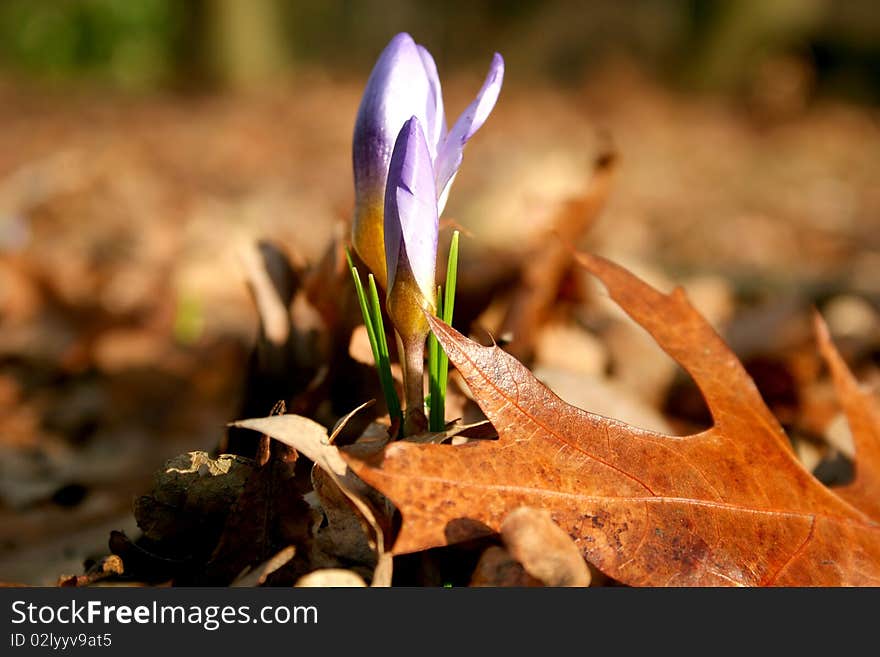 Spring vs autumn, blooming crocus and leaves