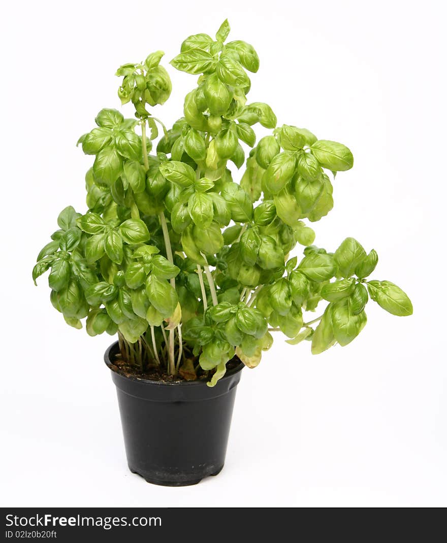 Fresh basil plant