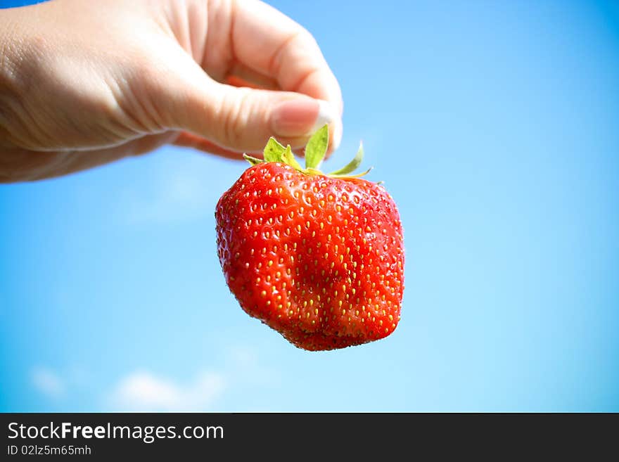 Red Strawberry In The Hand