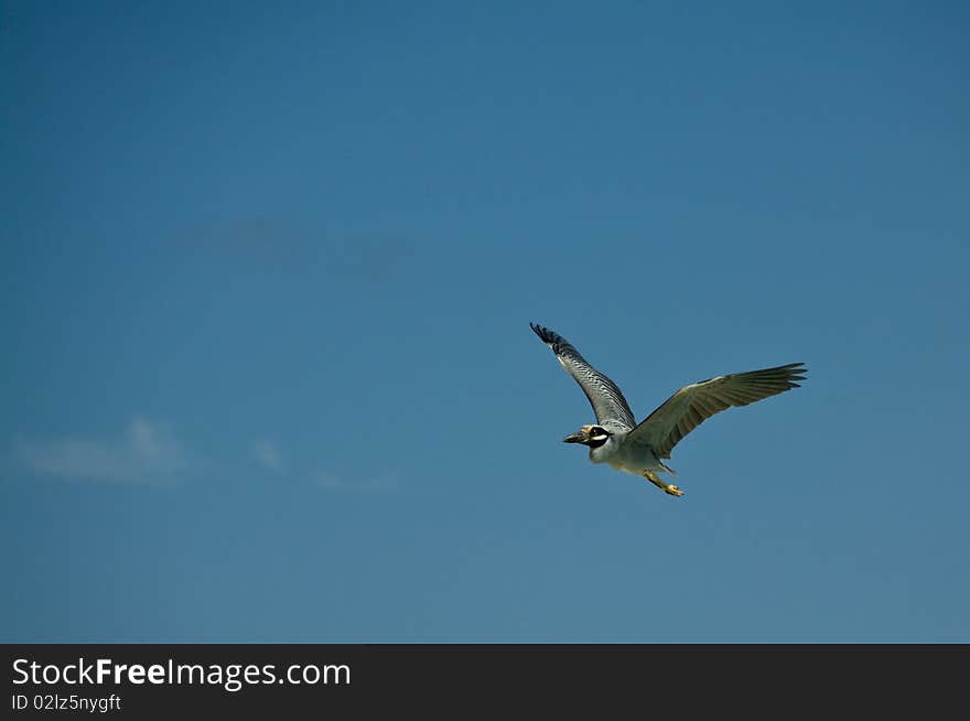 Black heron flying with the blue sky as background. Space for text. Black heron flying with the blue sky as background. Space for text.