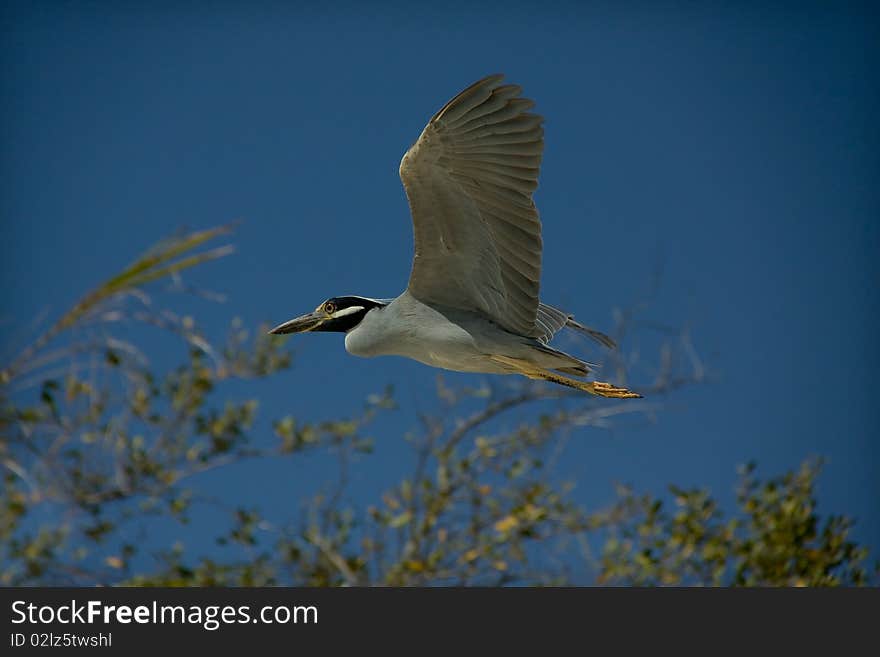 Black Heron Flying