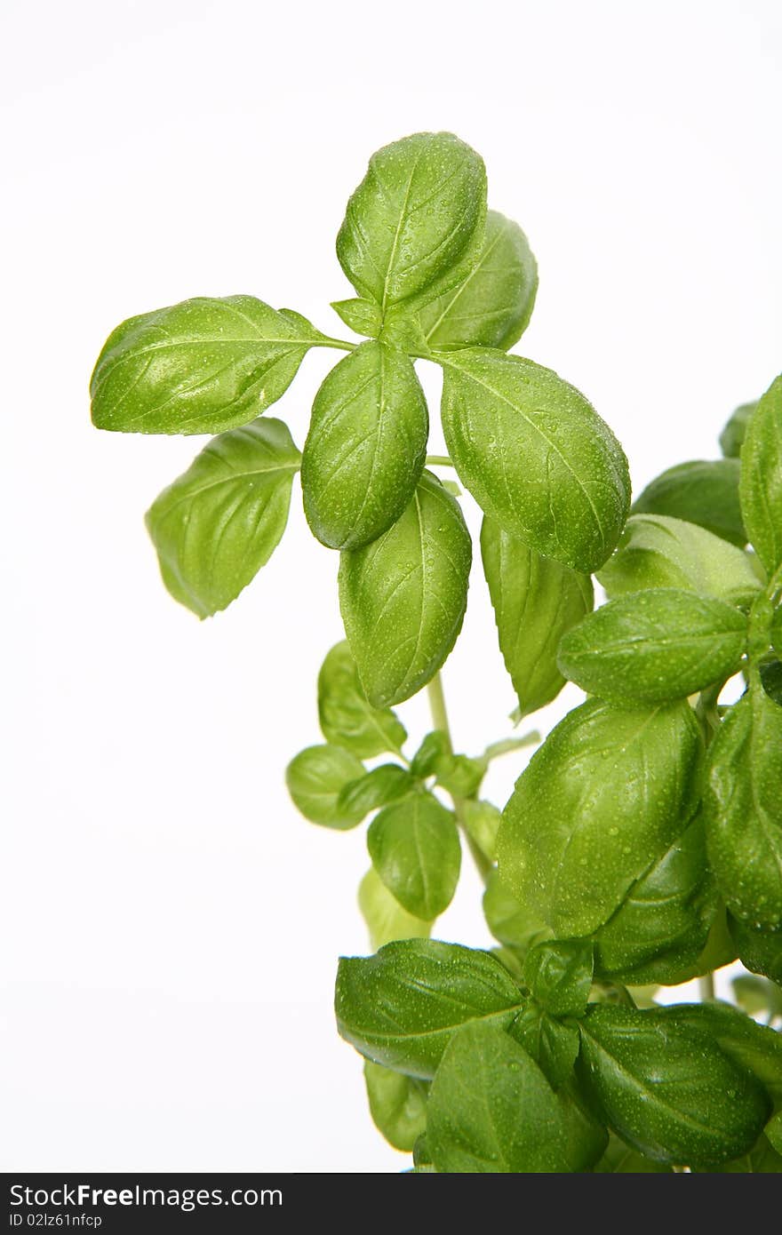 Basil