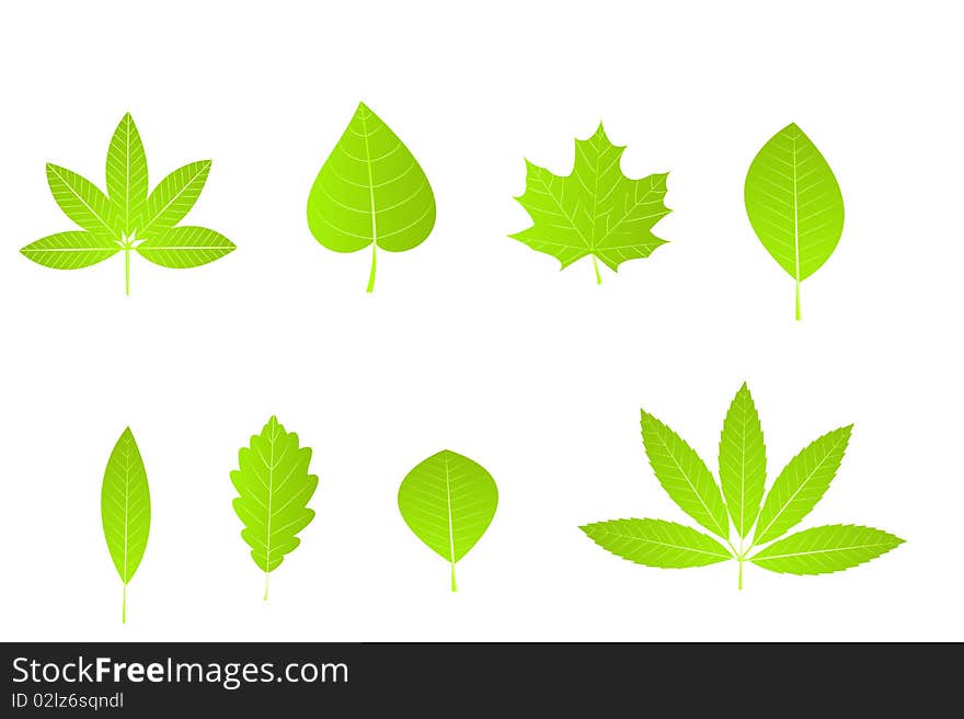 Set of green leaves isolated over white background. Vector Illustration