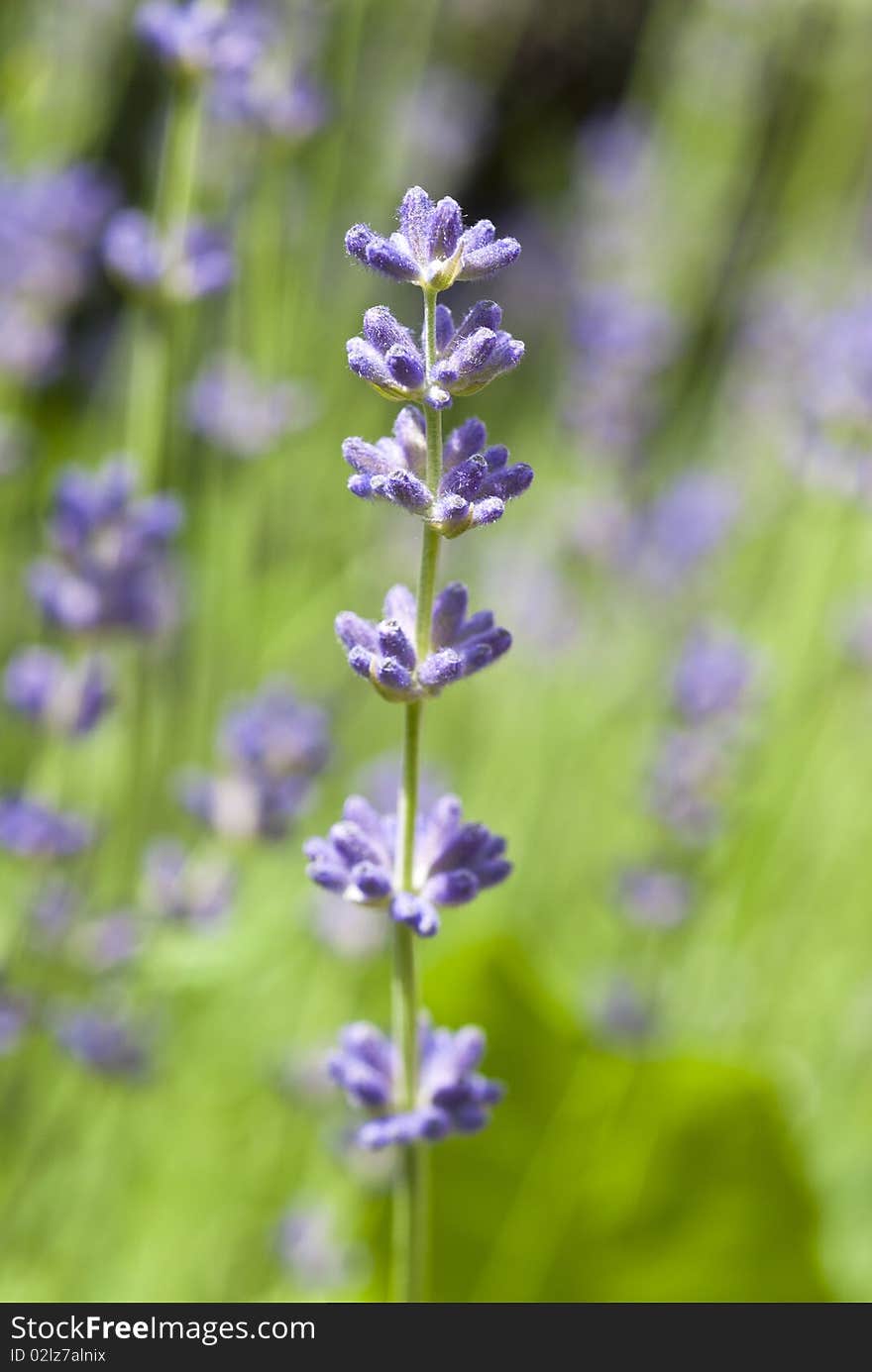 Closeup of a lavender bush in bloom. Closeup of a lavender bush in bloom.