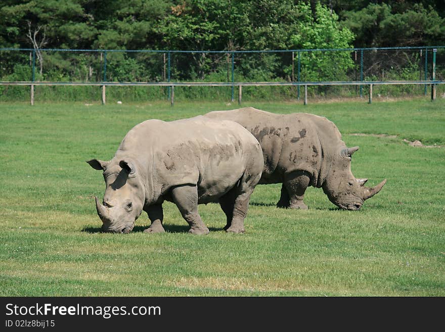 Two rhinoceros pasturing on the grass