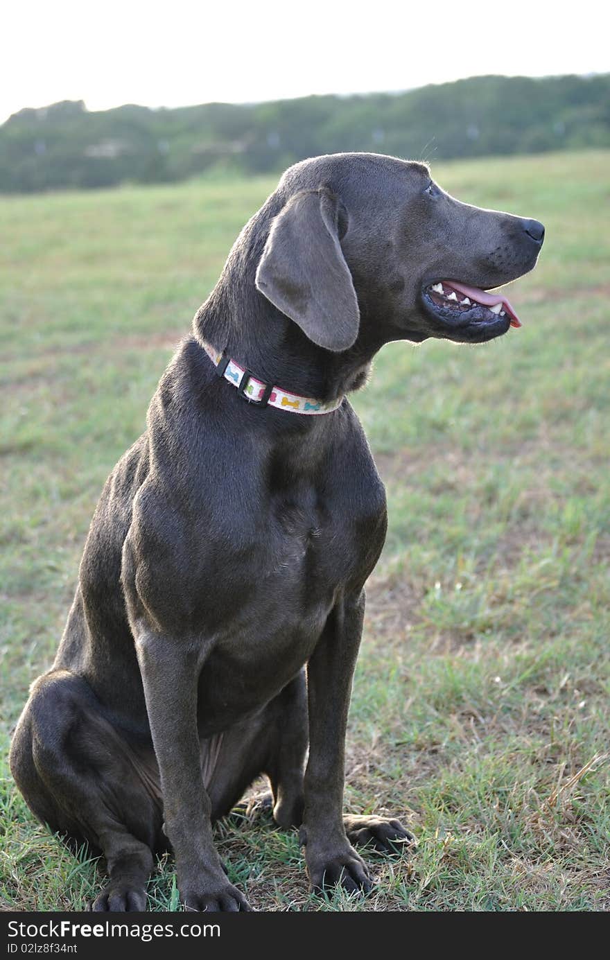 Labrador retriever dog