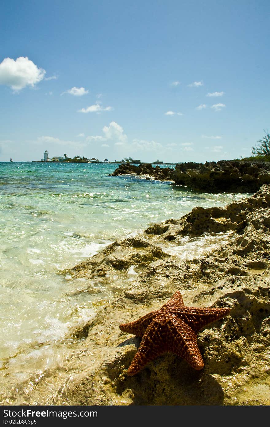 Starfish on shore