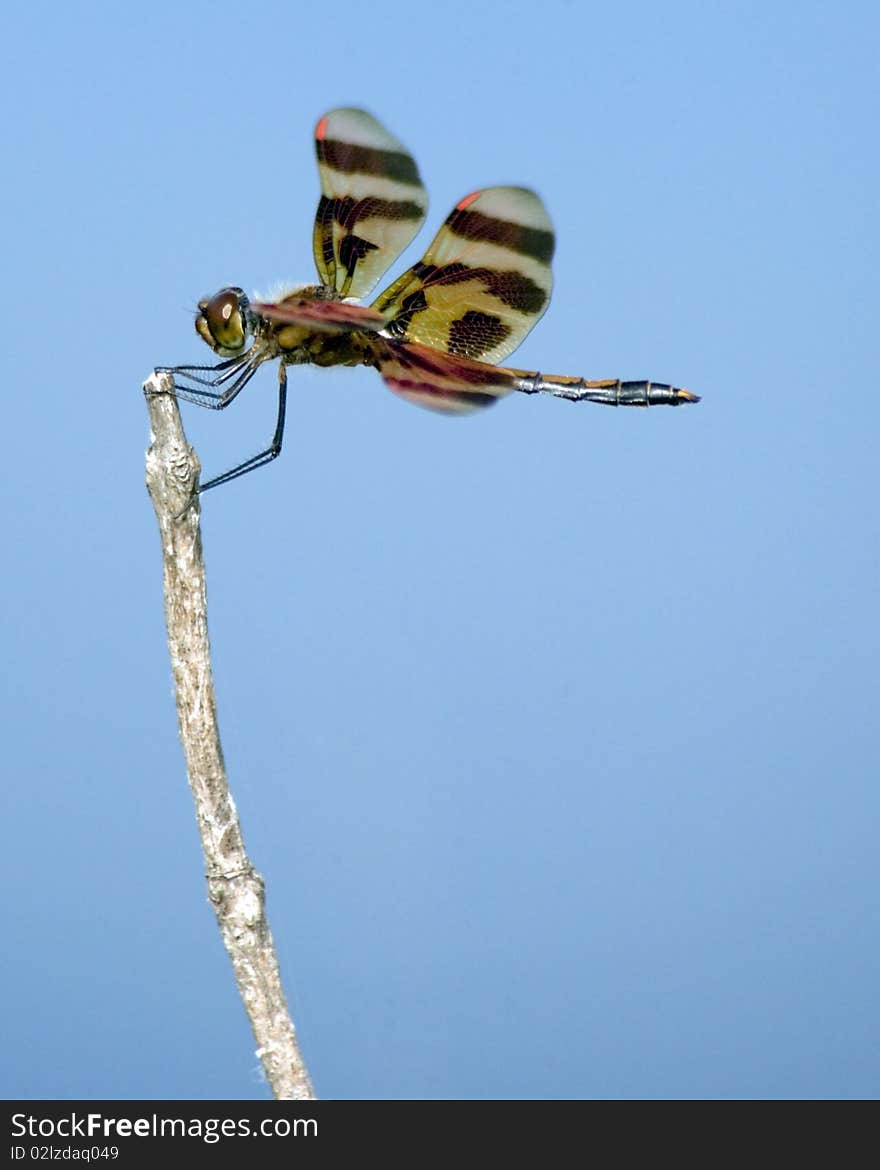 A dragonfly resting on a twig. A dragonfly resting on a twig