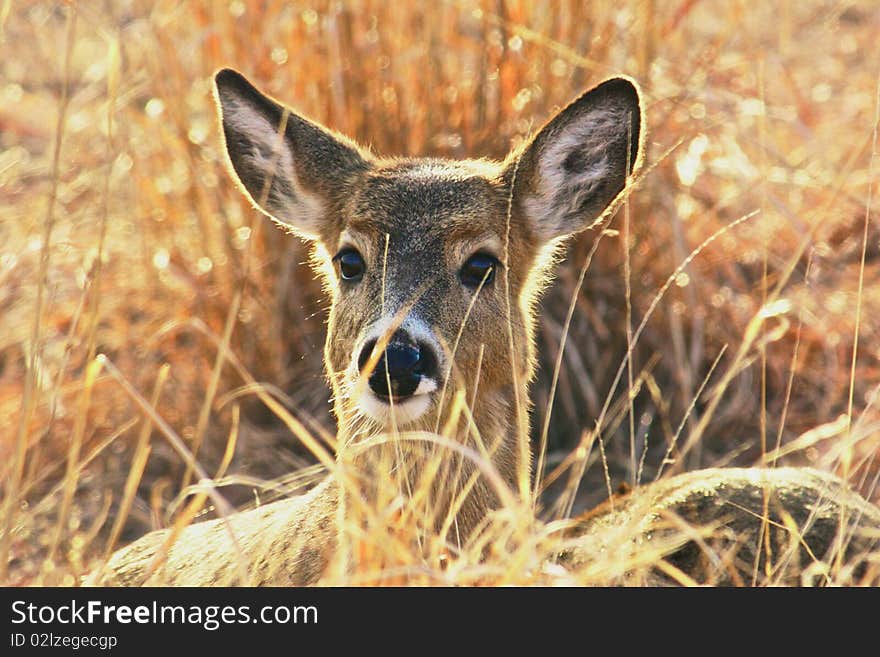 Photo of a fawn in the winter. Photo of a fawn in the winter