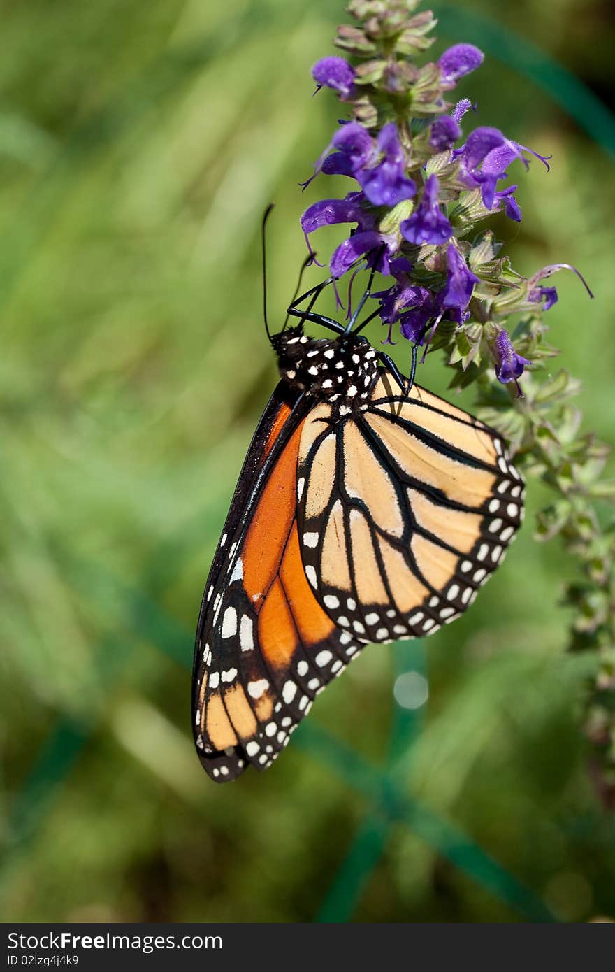 Monarch butterfly and flowers