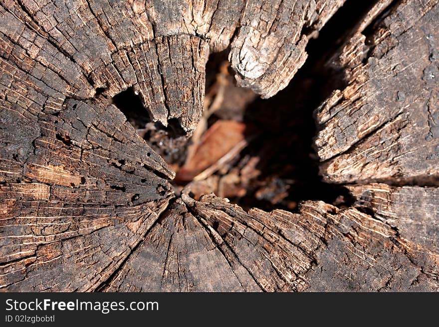 View from the top looking into a hollowed-out wooden fence post.