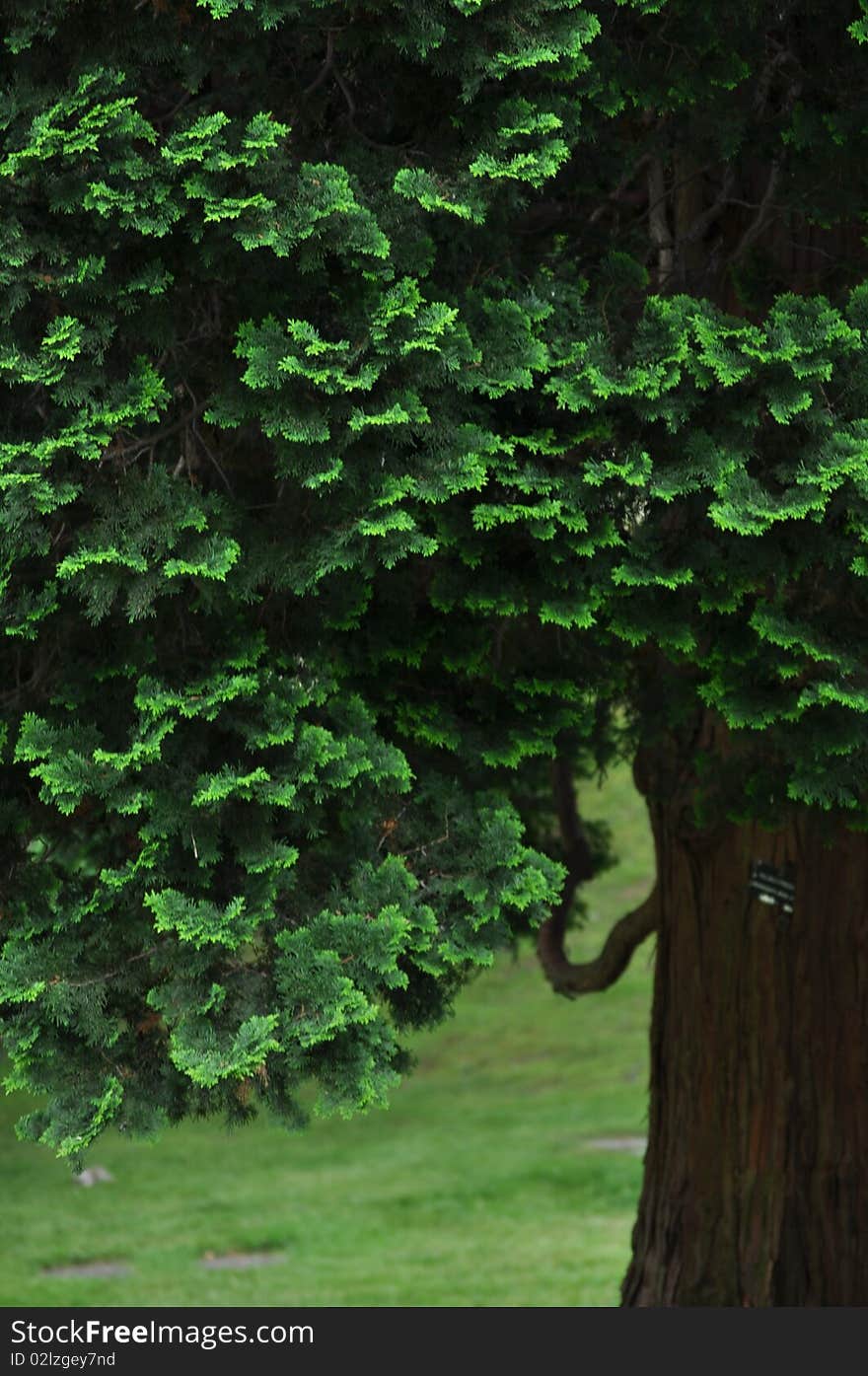 The ruffled fanlike edges of the false cypress form a graceful green arc around the peeling strips of the tree's brown bark in the background. This example of the tree, also sometimes called a white cedar, is cultivated and labelled in the controlled landscape of a peaceful botanical garden.