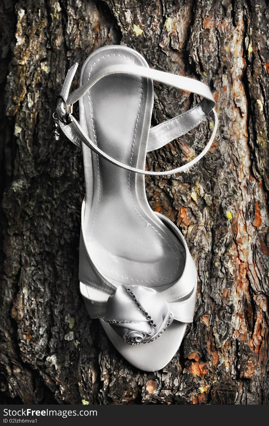 Wedding shoes on a trunk of a big tree