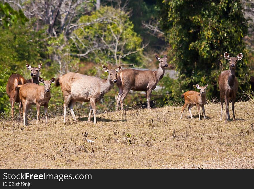 Barking deer group in Thailand national park image