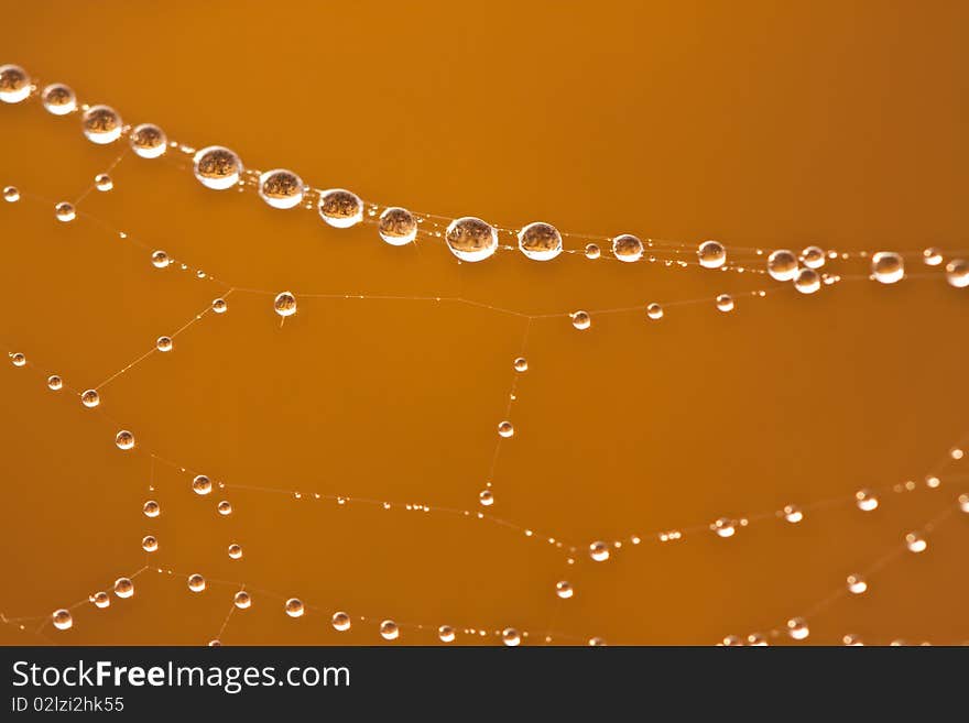 Dew drop on cobwebs