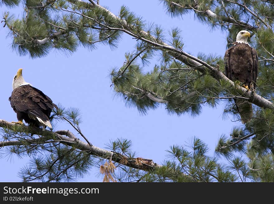 Two American Bald Eagles in a White Pine tree