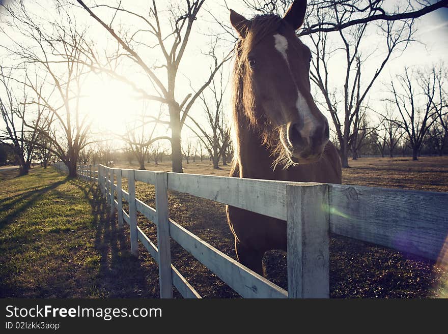 Horse and fence