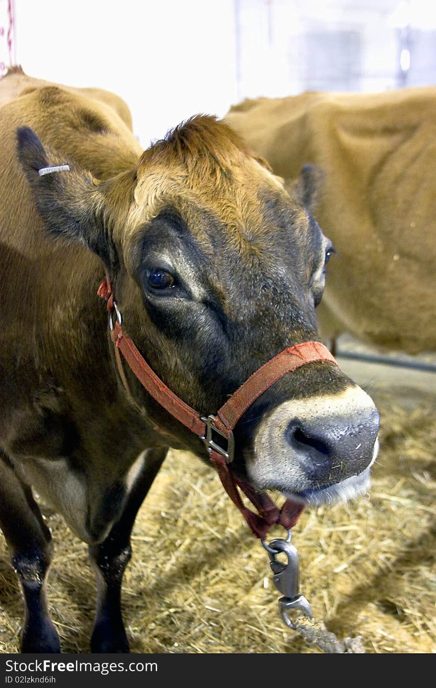 Cow head with harness in a barn at the state fair. Cow head with harness in a barn at the state fair