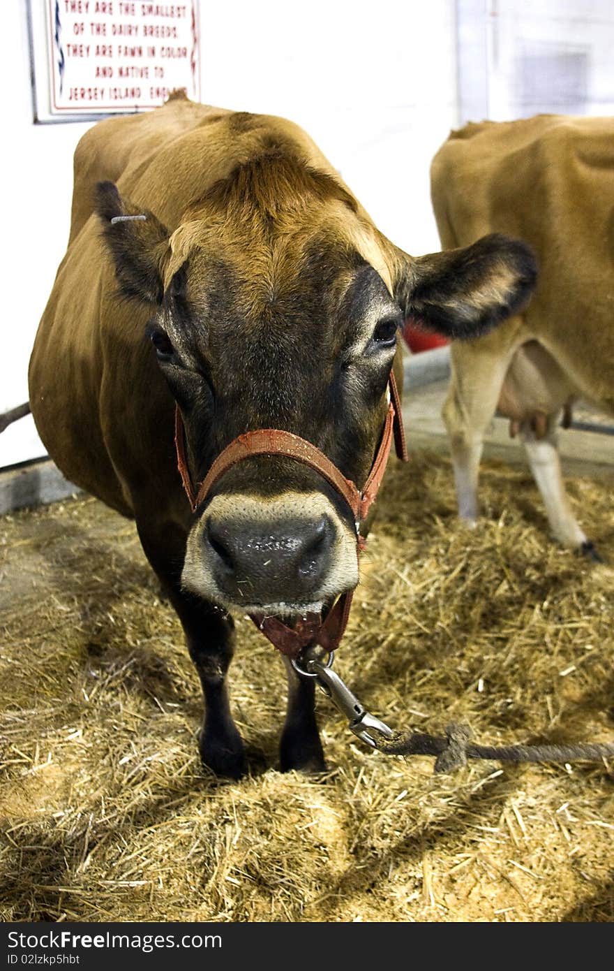 Cow with harness on standing in a barn at the state fair. Cow with harness on standing in a barn at the state fair