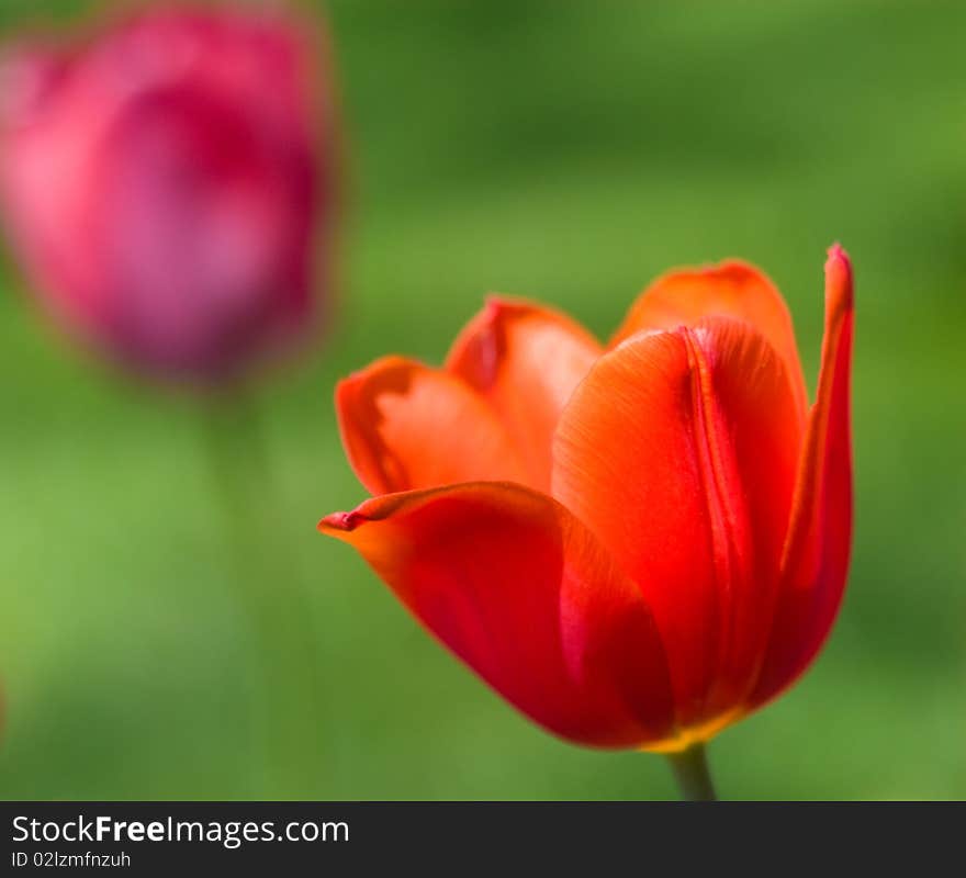 Tulip close up in the field