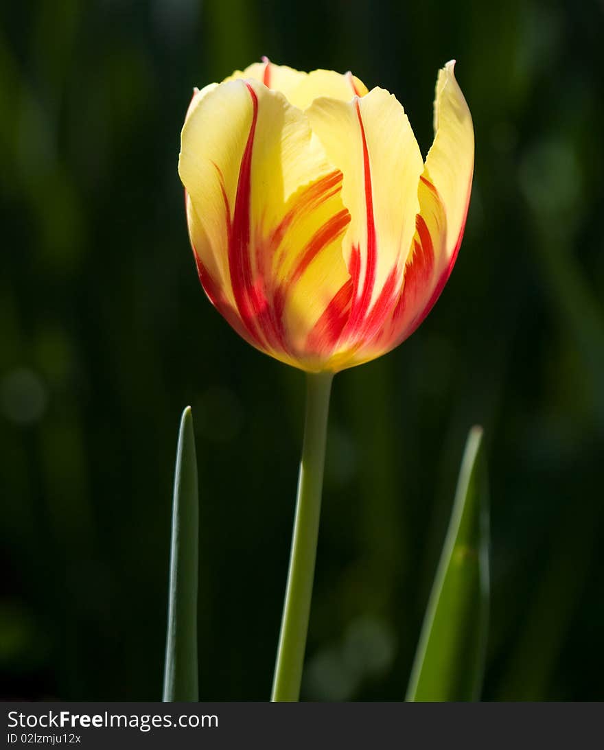 Tulip close up in the field