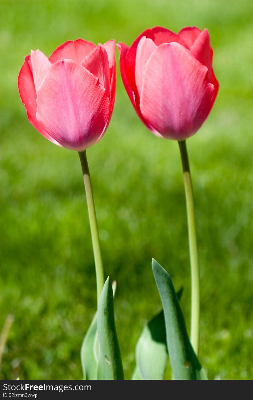 Tulip close up in the field