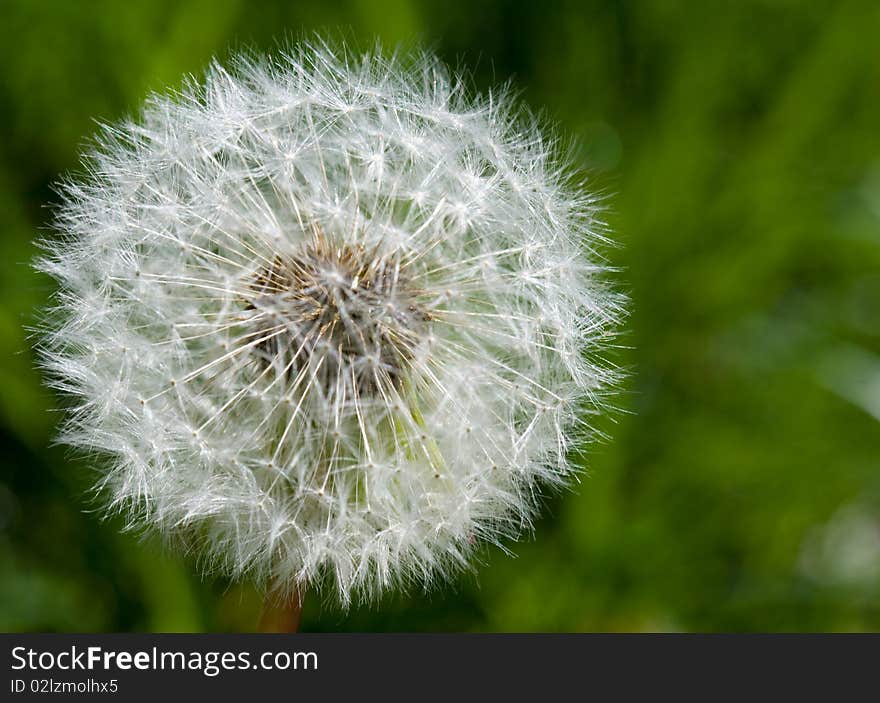 Dandelion close up against grass