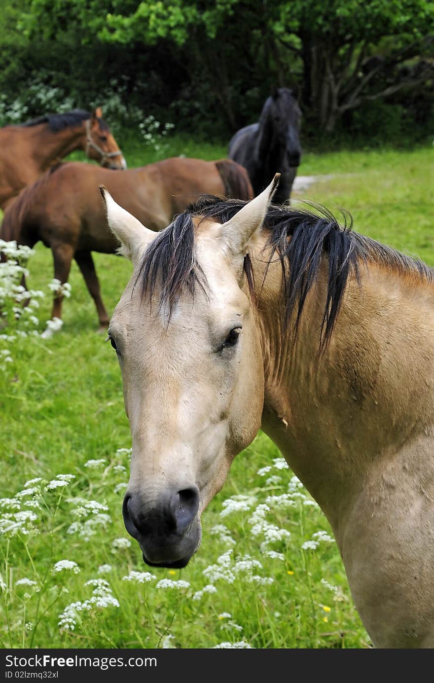 Horse portrait in summer time