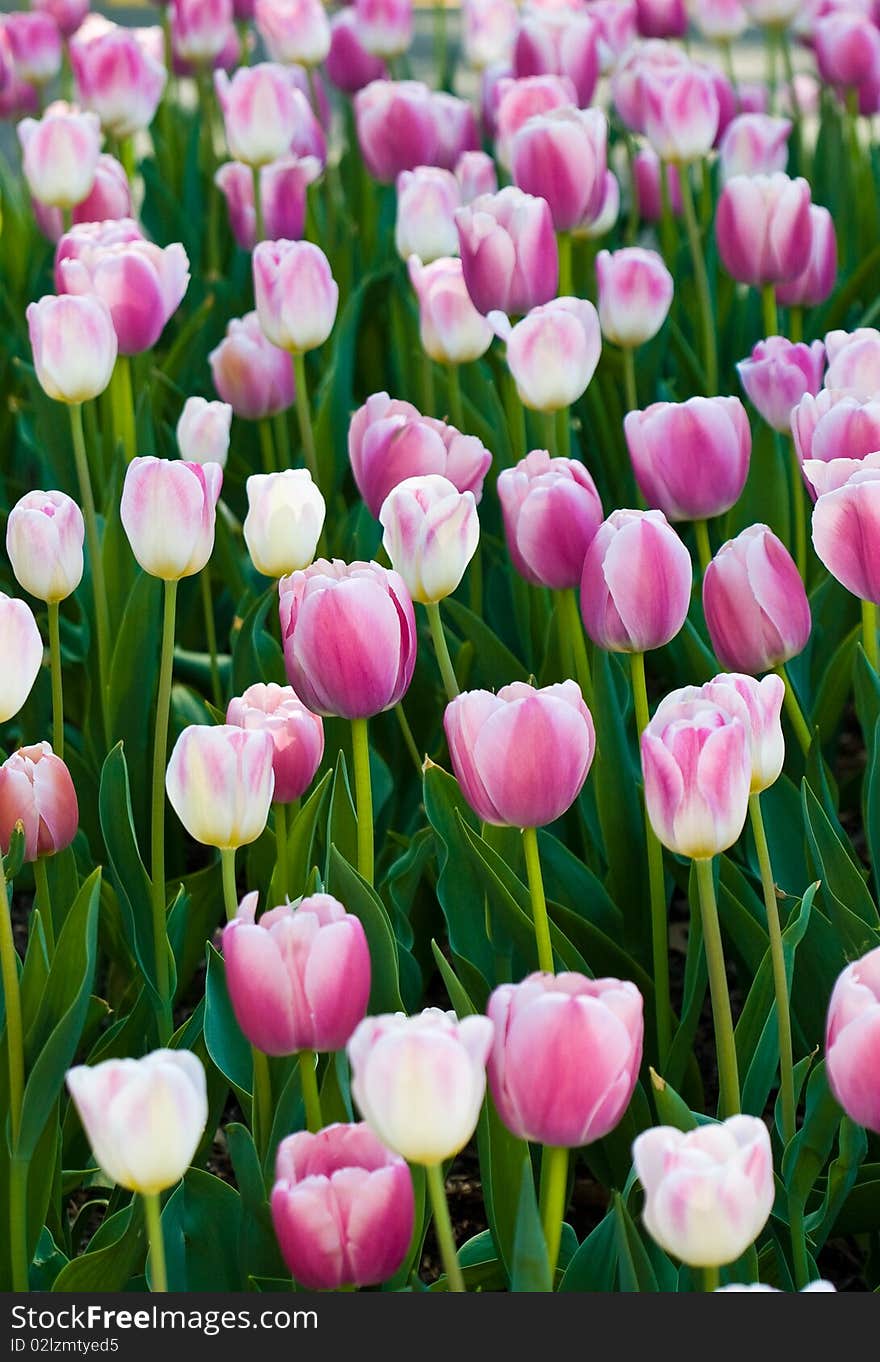 A lot of tulips in the garden