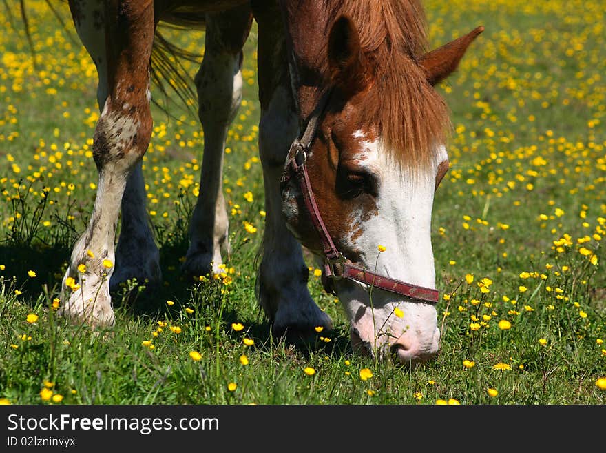 Beautiful brown horse grazing among the flowers