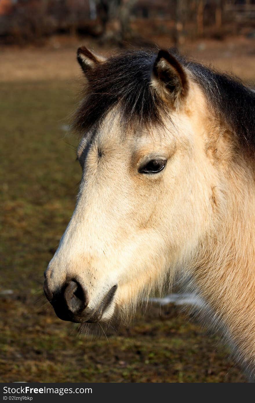 White horse with black mane in field