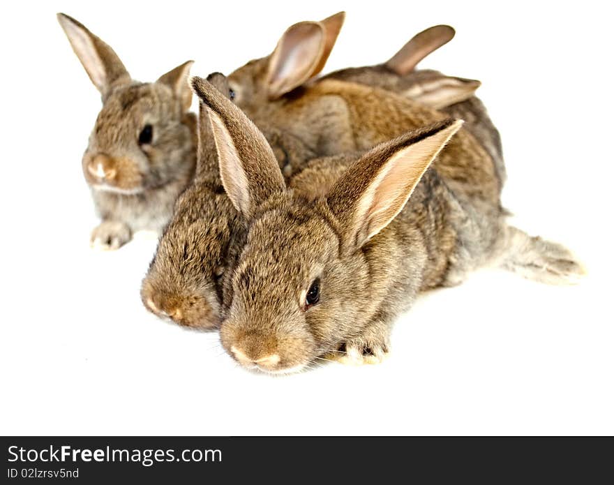 Small grey rabbits on a white background