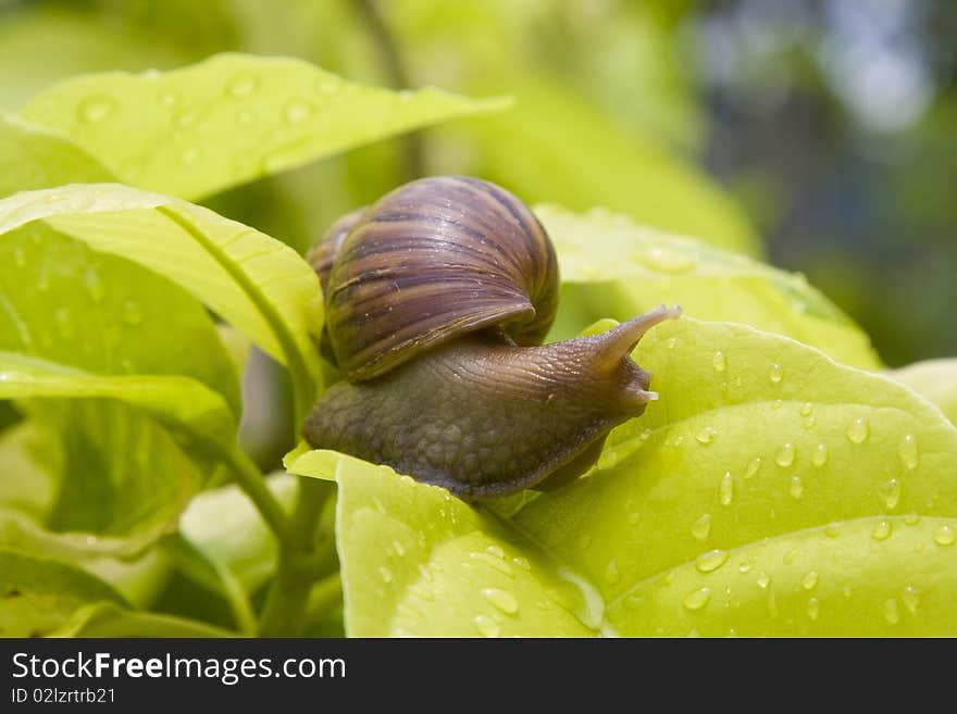 A close up of the snail on leaf