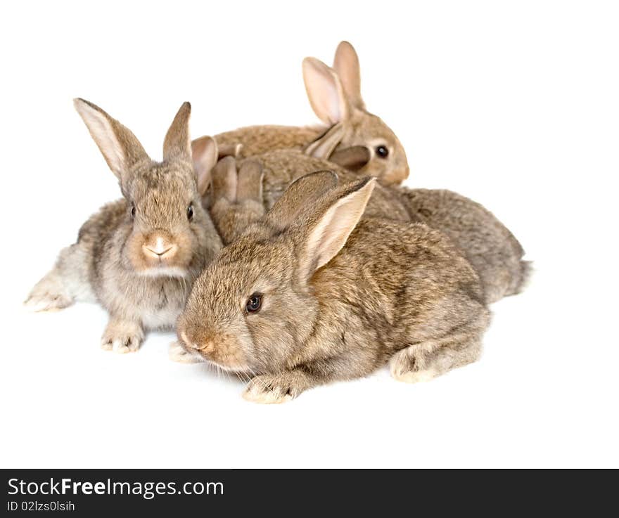 Small grey rabbits on a white background