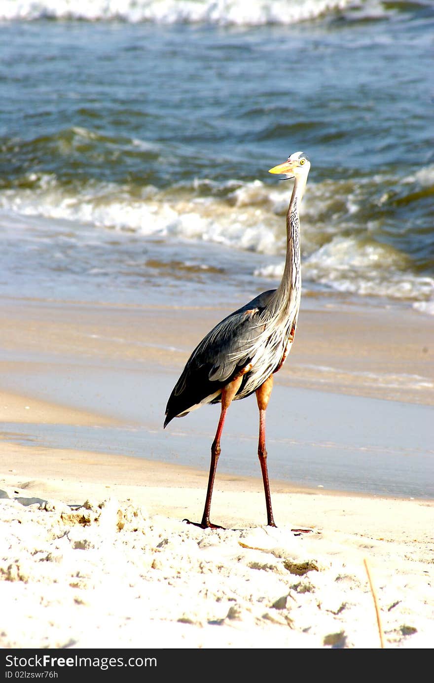 Bird on the Beach