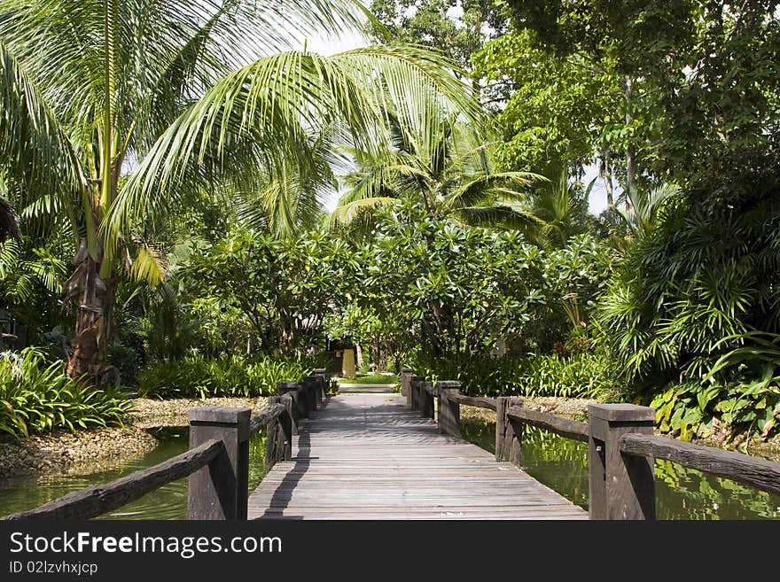 Wooden bridge through a tropical forest in Thailand