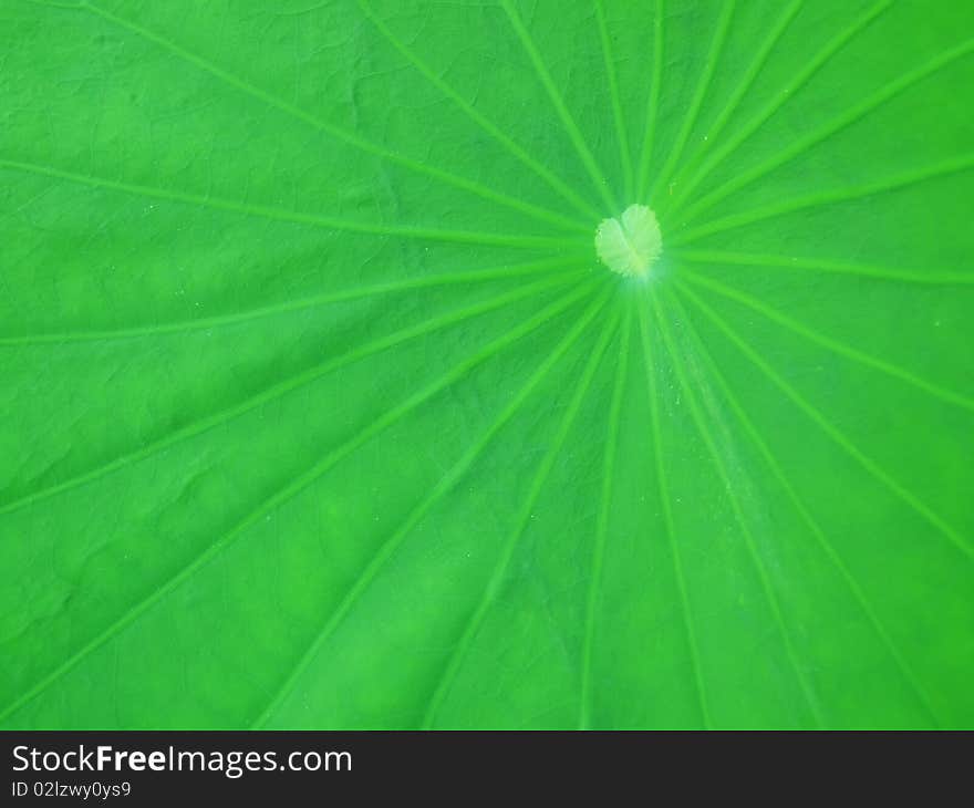 Green lotus leaf from Thailand