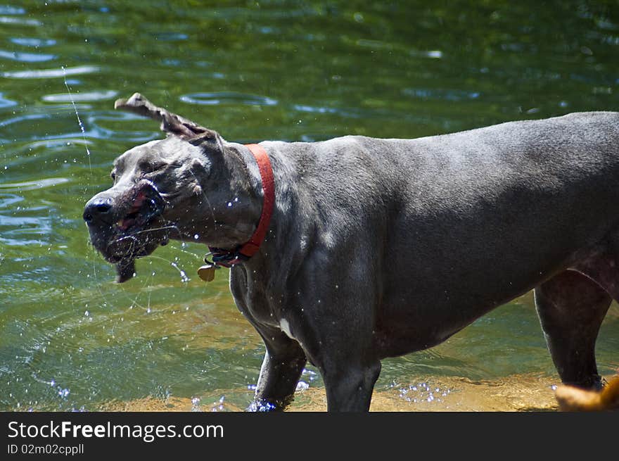 Drool Flying from Great Dane