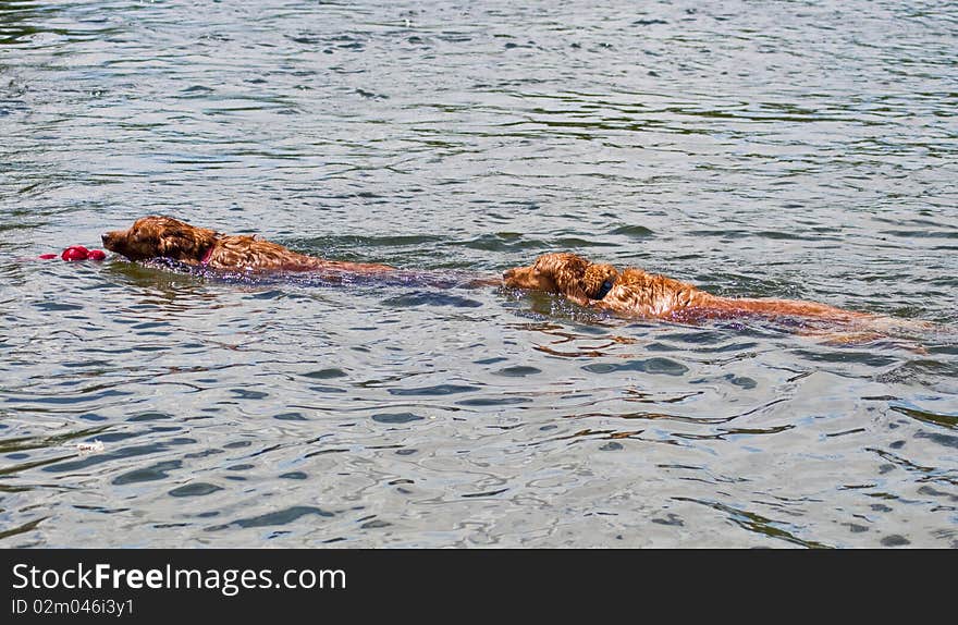 Two Golden Retrievers compete to retrieve a toy thrown in the water. Two Golden Retrievers compete to retrieve a toy thrown in the water.