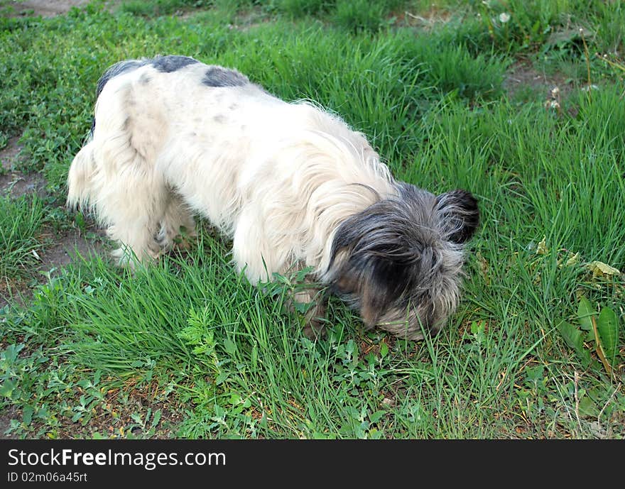 White shaggy stray dog on a green grass