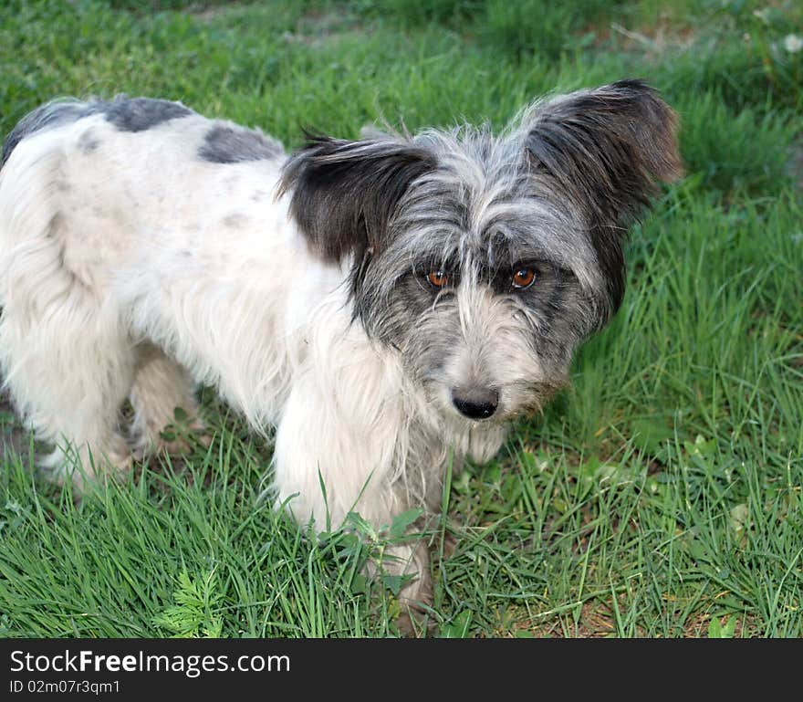 White shaggy stray dog on a green grass