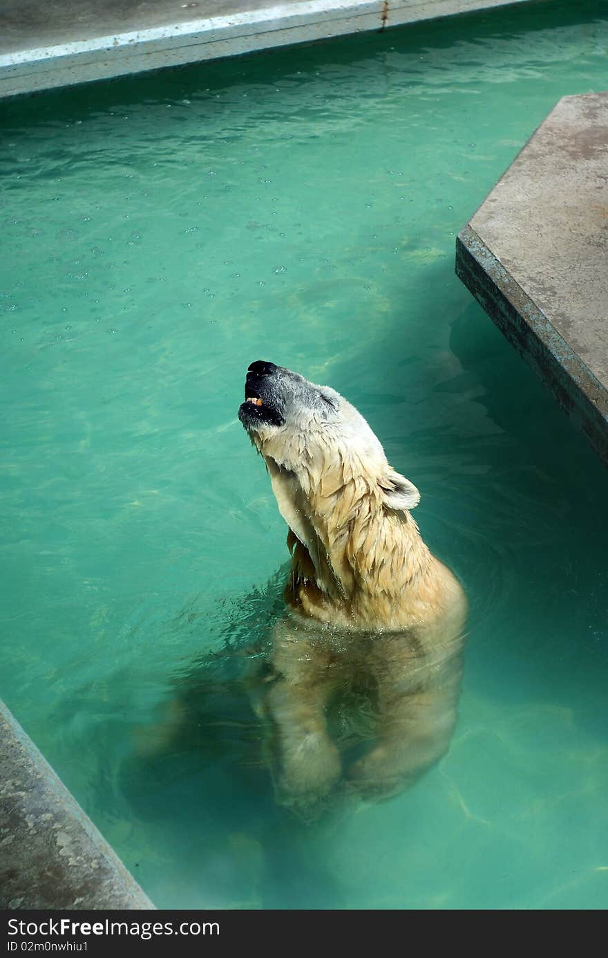 Polar bear seemingly singing in water at the zoo. Polar bear seemingly singing in water at the zoo