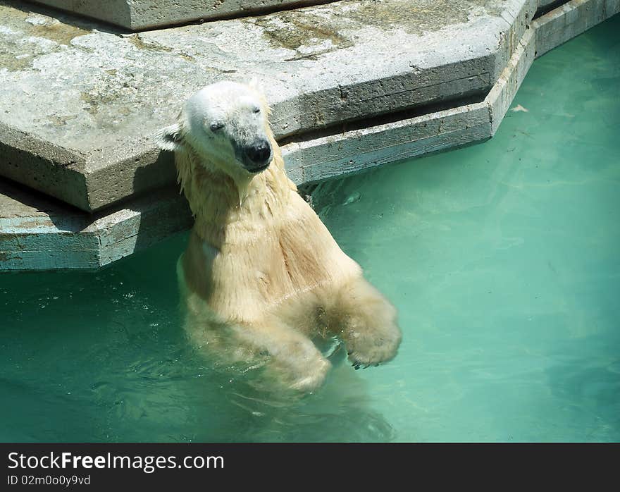 Tanning polar bear