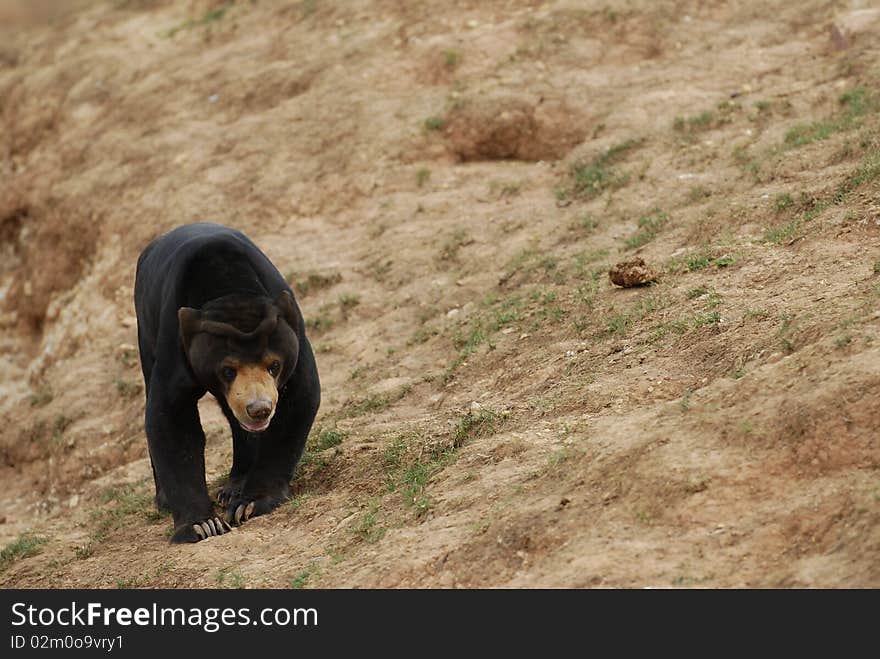 A lonely bear is walking around.