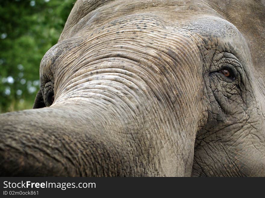 Close-up portrait of an Elephant's head and trump. Close-up portrait of an Elephant's head and trump