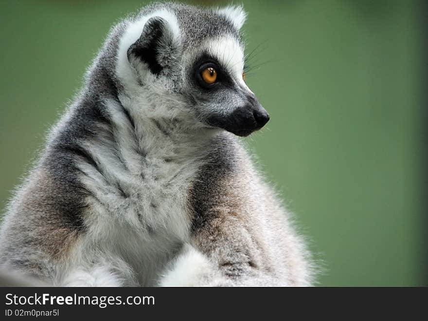 Contemplating Lemur